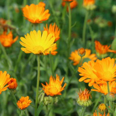 Image of the bright orange calendula flowers