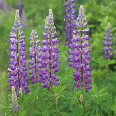 Image of Big Leaf Lupine, with several rods of purple flowers 