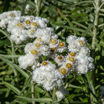 Image of a cluster of white Pearly Everlasting flowers with round yellow centres