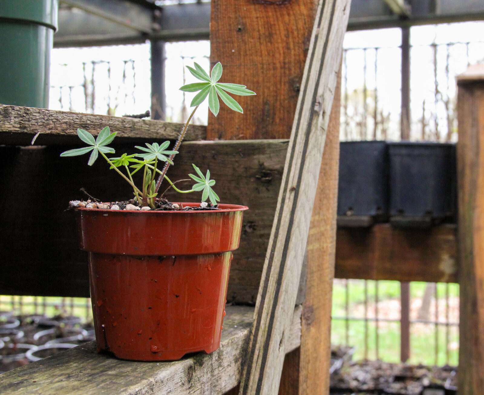 A lupine plant in a terracotta-coloured plastic pot is sitting on a wooden shelf to the left. There are plants in black plastic pots sitting on a shelf in the background.