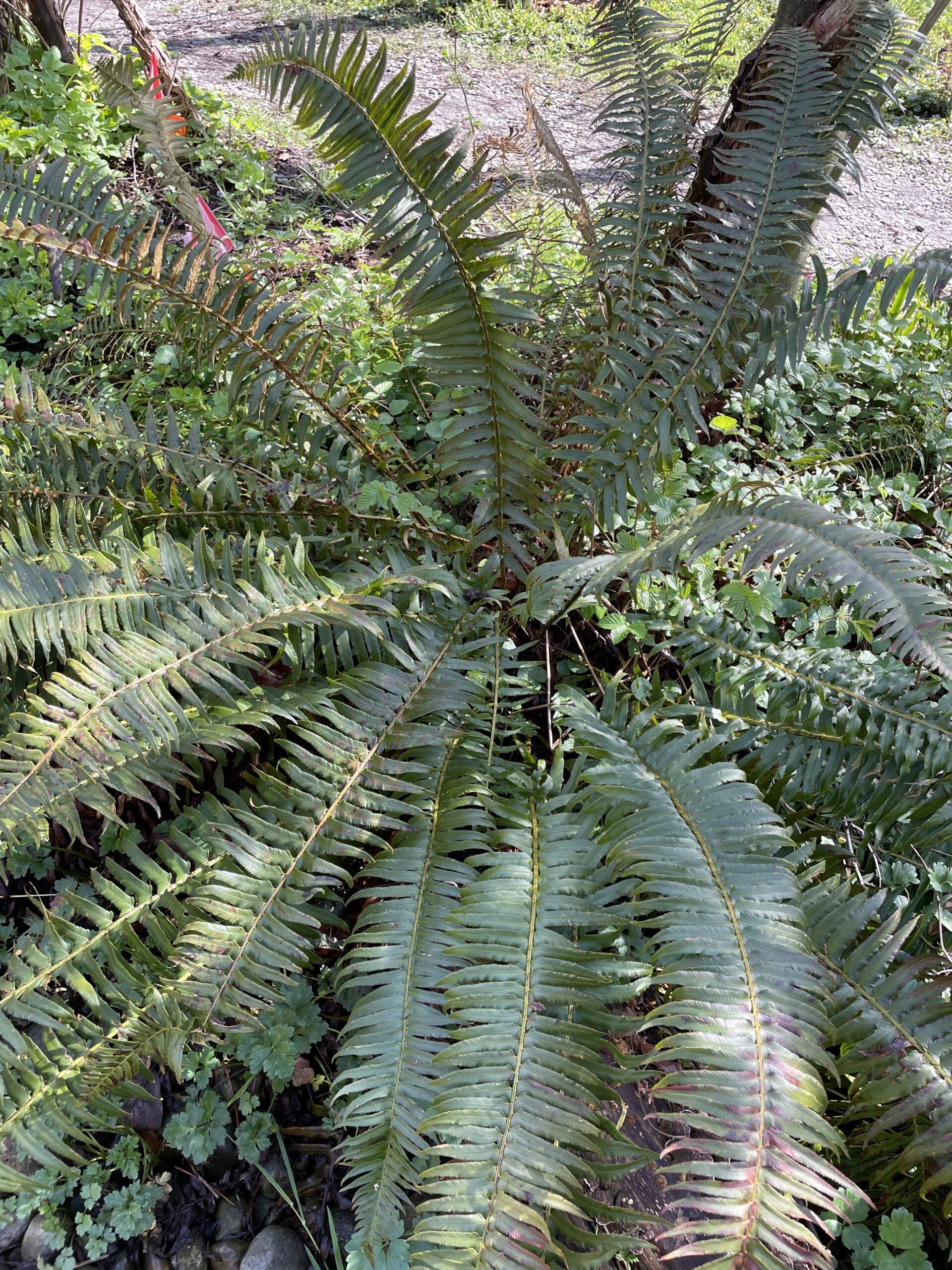 Sword Fern_Featured Image Sword fern at Strathcona Community Gardens Rock garden