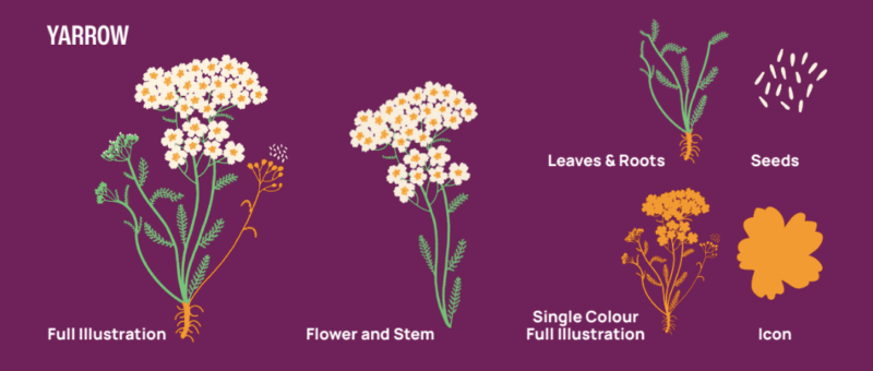 Image shows yarrow plant graphic and their various isolated elements: seed, flower, and leaves