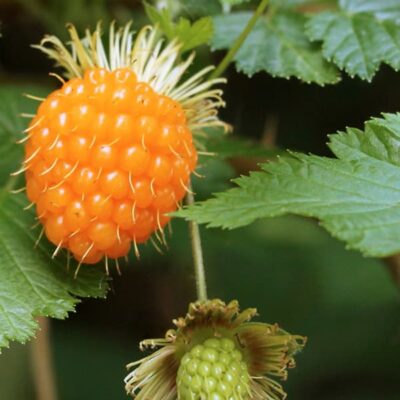Closeup of a salmonberry plant including the fruit.