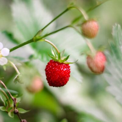 Closeup of a wild strawberry plant including the flower and fruit.