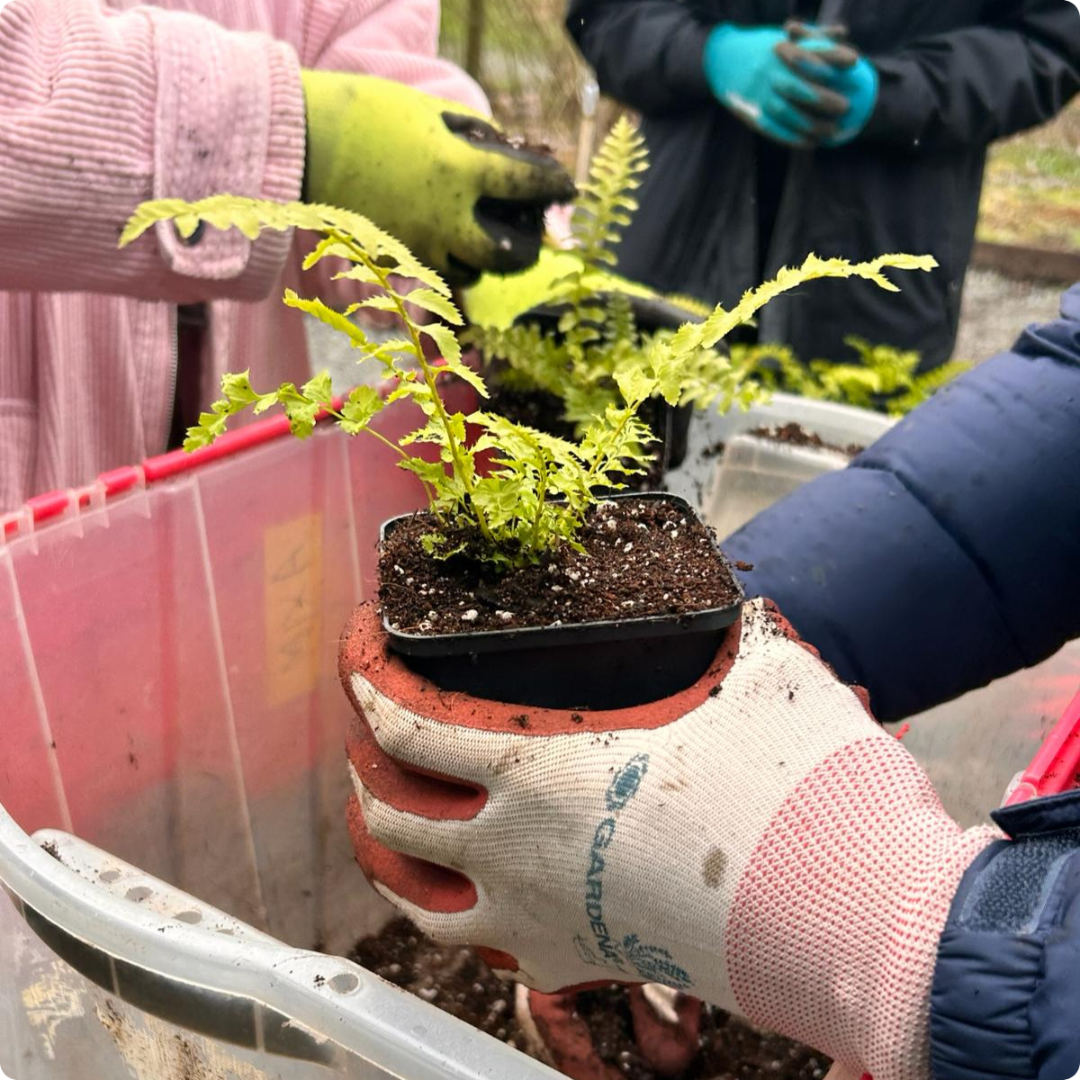 A potted baby fern plant held over a container of soil while other youth are potting plants in the background.