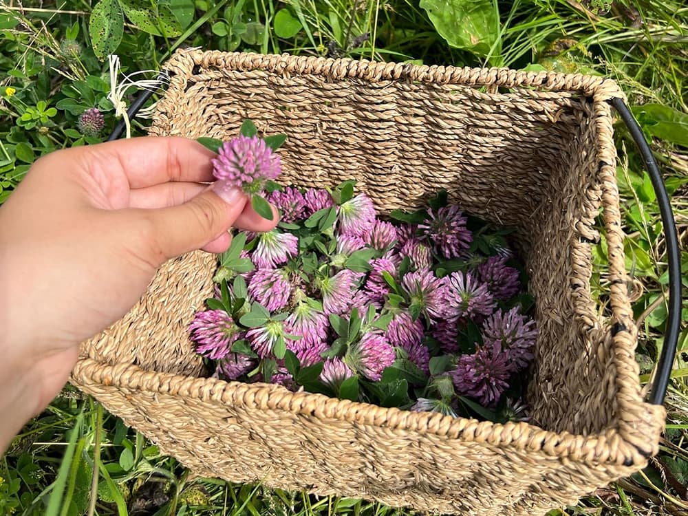 A woven basket full of pink flowers is set on a grassy area. A hand is holding one of the flowers from the basket in the foreground.