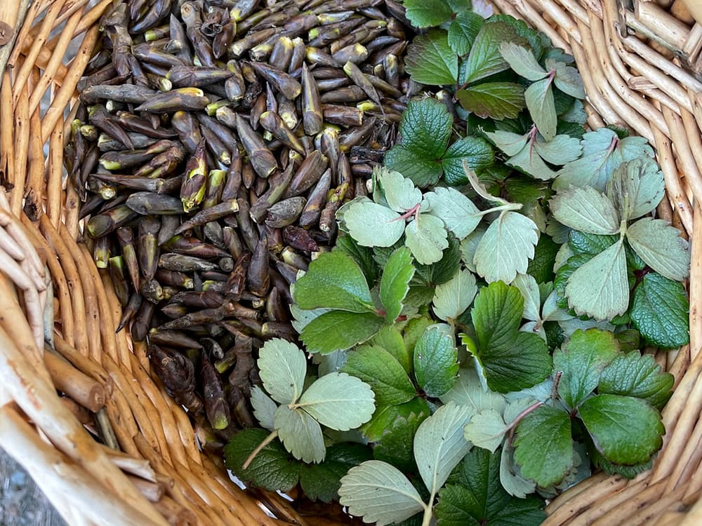 Close up shot of a basket with plant cuttings and seeds.